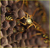 wasps in the home