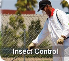 insect control